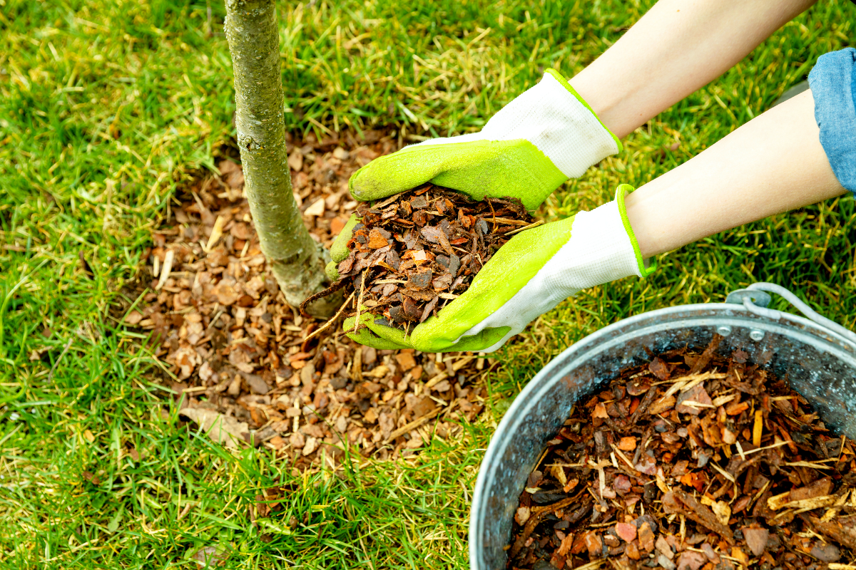 Put In Place What is the exact amount of mulch to put in place for your trees ...