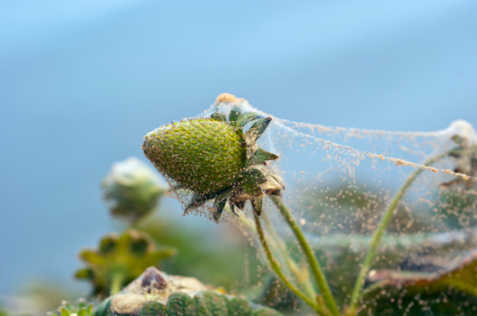 spider mites