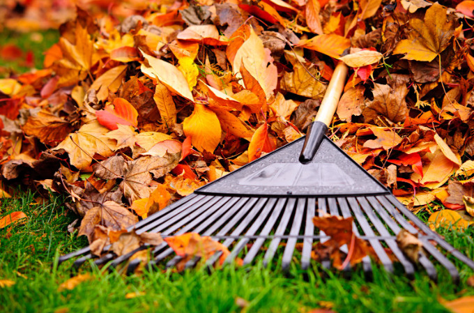 fall lawn tips