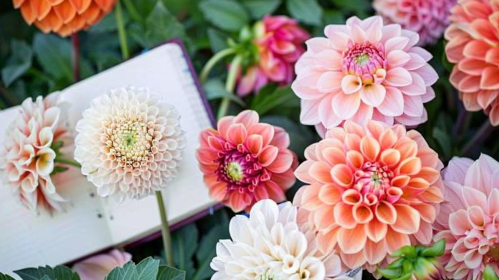 growing dahlias from seeds