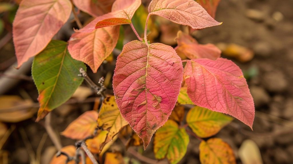 Rose of Sharon: Thriving on neglect