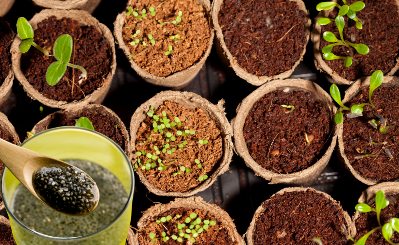 Why soaking seeds overnight completely changed how my vegetable garden ...